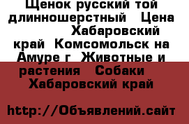 Щенок русский той длинношерстный › Цена ­ 7 000 - Хабаровский край, Комсомольск-на-Амуре г. Животные и растения » Собаки   . Хабаровский край